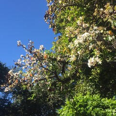 A flowering tree in bloom in Capistrano Beach, in Orange County, CA.