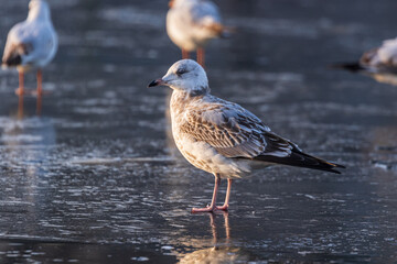 Gulls in a winter day, standing on frozen surface of the river. Sunny morning on a cold winter day. Thin ice on the river.