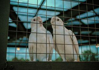 dove in cage