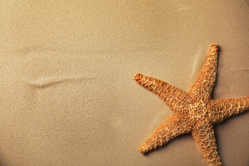 Fototapeta na wymiar Beautiful starfish on sand, top view. Space for text