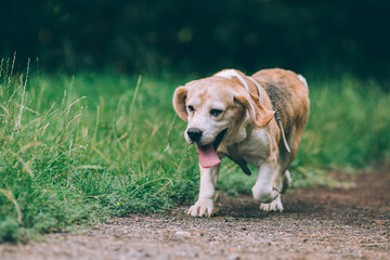 Amazing and happy senior beagle posing outdoors.