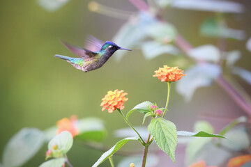 Violet-headed hummingbird is flying feeding nectar from yellow blossom bush