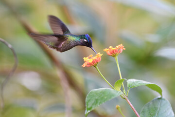 Violet-headed hummingbird is flying feeding nectar from yellow blossom bush
