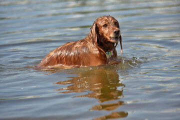 red english spaniel bathing and playing in the water