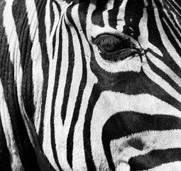 Zebrakopf, closeup, schwarz-weiß. © PepeSun