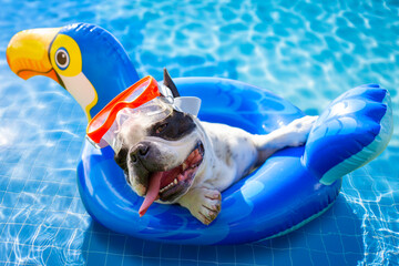 French bulldog resting on an inflatable wheel at the pool