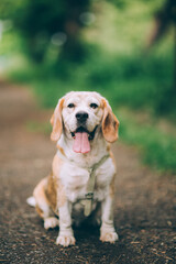 Amazing and happy senior beagle posing outdoors.