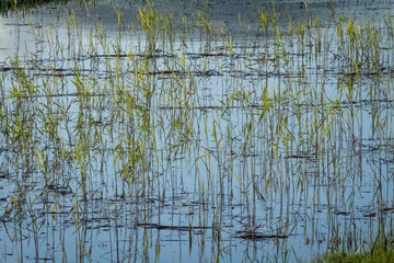 Green Grasses on a Blue Lake