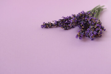 Lavender bouquet on a pastel background, side view, place for the inscription