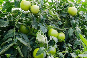 Green, fresh farm tomatoes bush