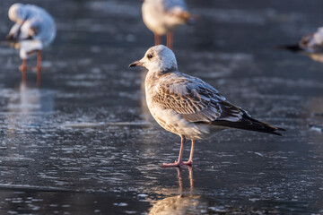 Gulls in a winter day, standing on frozen surface of the river. Sunny morning on a cold winter day. Thin ice on the river.