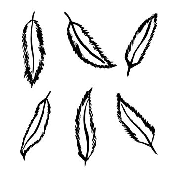 Vector illustrations of various bird feathers in grunge style.