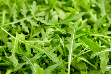 Fresh arugula or ruccola leaves texture, food background