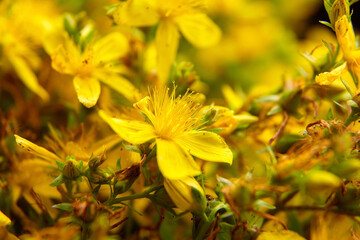 Closeup of Hypericum perforatum flowers, common St Johns wort