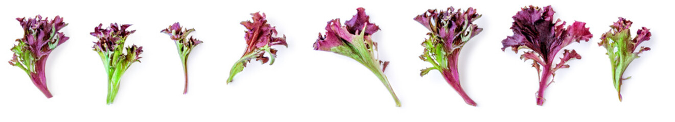 Creative layout made of Salad leaves lettuce isolated on white background. Purple Lettuce  flat...