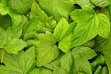 Currant green leaves texture background