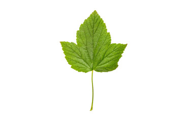 Currant leaf isolated on white background