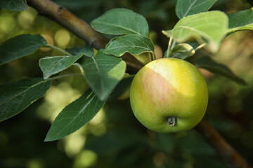 Ripe apple on tree branch in garden, closeup