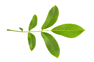 Fototapeta na wymiar Walnut leaf isolated on white background