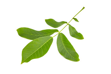 Walnut tree leaf isolated on white background