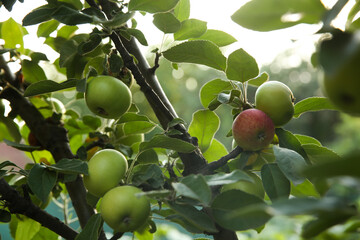 Ripe apples on tree branch in garden