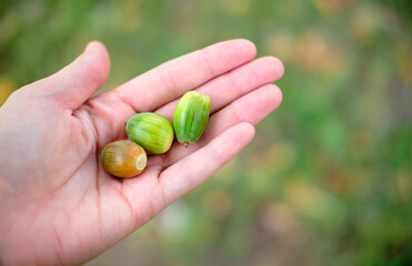acorns in hands. 3 nuts