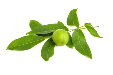 Walnut tree branch with nut and leaves isolated on a white background
