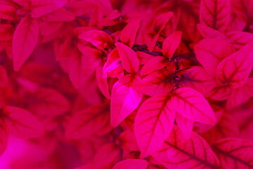 Beautiful pink leaf on blurred  dramatic background in garden. Soft leaves background with copy space.