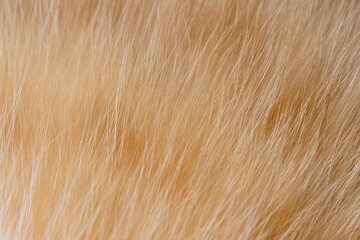 Closeup soft ginger cat fur blurred background. Blur orange wool cat texture.