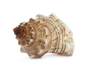 Beautiful exotic sea shell isolated on white