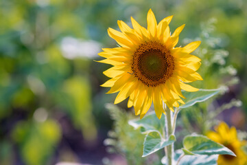Fototapeta premium sunflower field in summer