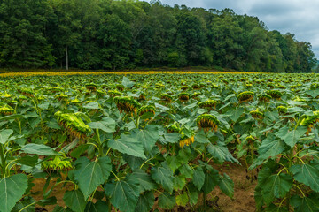 Sunflower field end of season