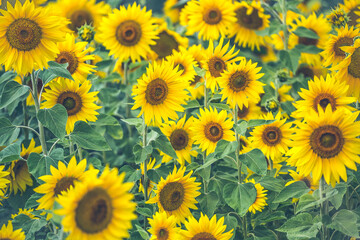 Fototapeta na wymiar Kwiaty słoneczników, słoneczniki