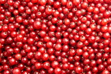 Red currant berries food background