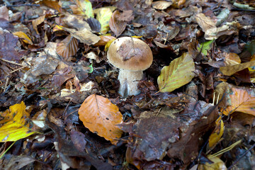 outdoor shot of edible mushrooms, natural photo taken in the forest.