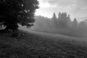 NEBEL . HERBSTBEGINN . FOG .  BEGINNING OF AUTUMN