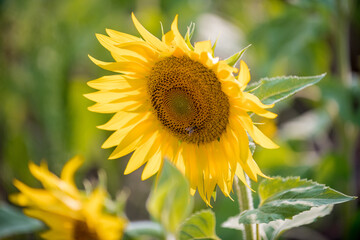 sunflowers in the field
