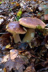 outdoor shot of edible mushrooms, natural photo taken in the forest.