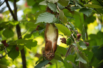 Close-up ginger squirrel sitting on a branch