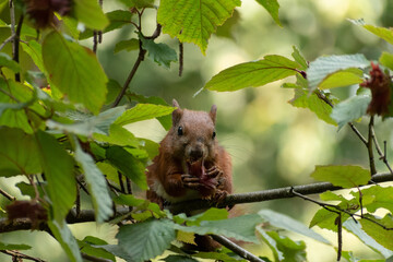 Close-up ginger squirrel sitting on a branch