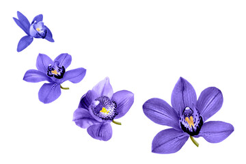 Fototapeta na wymiar collage of violet orchid flowers isolated on white