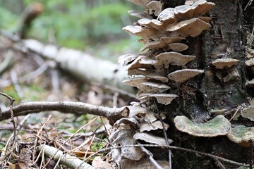 die schönen Baumpilze