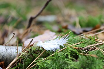 Kleine Feder auf dem Waldboden