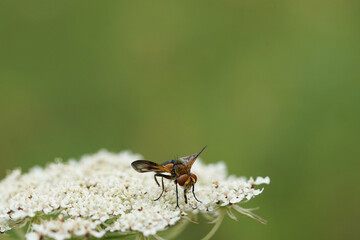 Nahansicht einer Raupenfliege