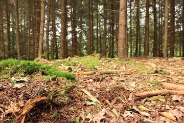 Fototapeta premium der Waldboden