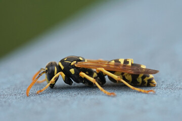 Nahansicht einer Feldwespe