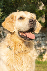 Friendly purebred cream-colored Golden Retriever dog seen outdoors on a summer day