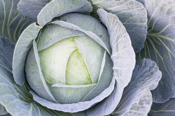 Fototapeta premium Background with a big fresh cabbage closeup.