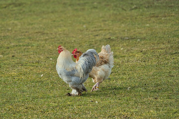 Hübscher wuscheliger Hahn mit seiner Huhn Freundin auf einer Wiese