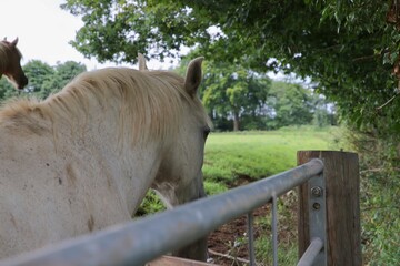 Large white horse behind steel gate